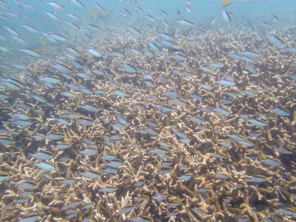 Coral Reef Ecosystem In Cloudy Water, Captured By Underwater Snorkeler