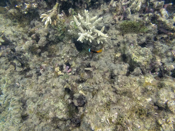 Koraalrif Ecosysteem In bewolkt water, gevangen door onderwater Snorkelaar — Stockfoto