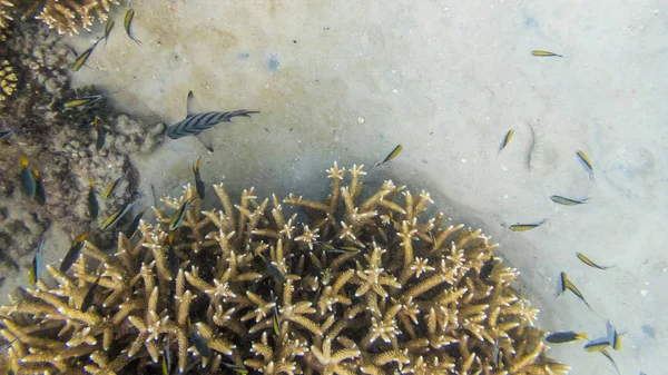 Korallrev ekosystem i molnigt vatten, fångas av undervattenssnor — Stockfoto