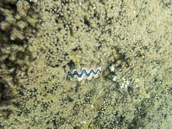 Ecossistema de recifes de coral em água nublada, capturado por snorkeler subaquático — Fotografia de Stock