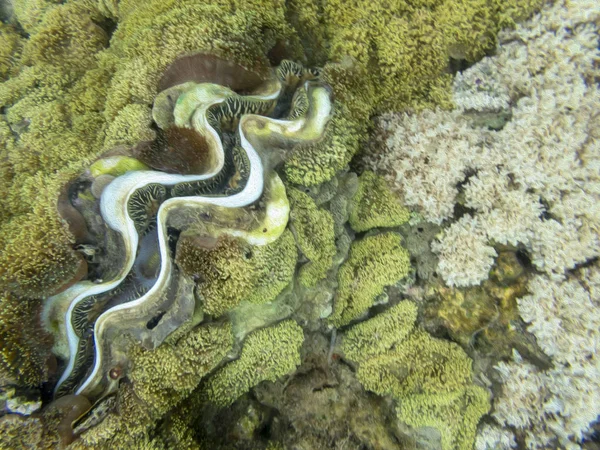 Koraalrif Ecosysteem In bewolkt water, gevangen door onderwater Sno — Stockfoto