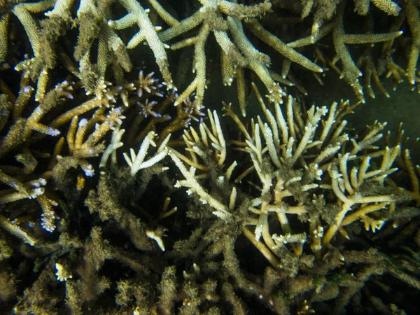 Coral Reef Ecosystem In Cloudy Water, Captured By Underwater Sno — Stock Photo, Image