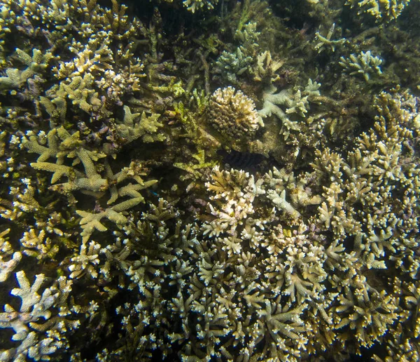 Coral Reef Ecosystem In Cloudy Water, Captured By Underwater Snorkeler — Stock Photo, Image