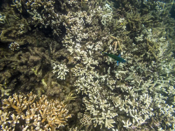 Koraalrif Ecosysteem In bewolkt water, gevangen door onderwater Snorkelaar — Stockfoto