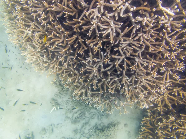 Korallrev ekosystem i molnigt vatten, fångas av undervattensnorkeler — Stockfoto