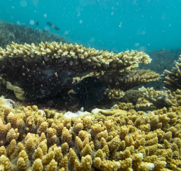 Korallrev ekosystem i molnigt vatten, fångas av undervattensnorkeler — Stockfoto