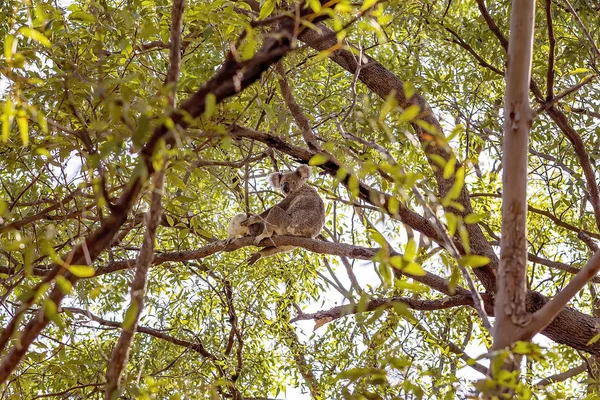 Um urso koala australiano e Joey em seu habitat natural — Fotografia de Stock