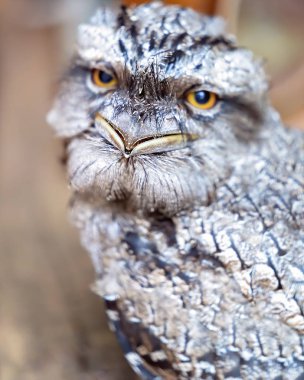 Tawning Frogmouth 'un Gagasının Kapanışı