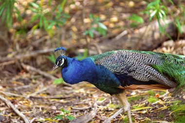 Iridescent tüyleriyle bir Tavuskuşu