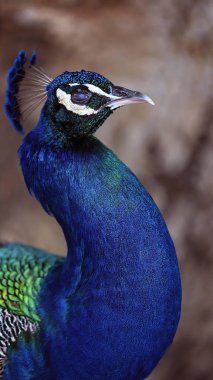 Iridescent tüyleriyle bir Tavuskuşu