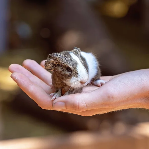 A Hand Held Guinea Pig — Stock Photo, Image