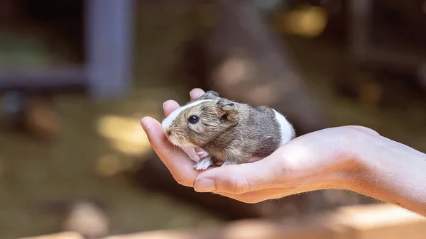 A Hand Held Guinea Pig — Stock Photo, Image