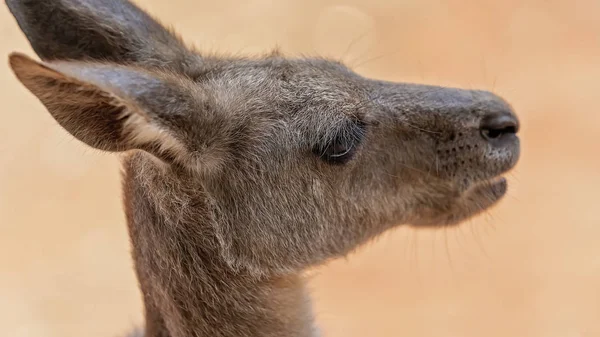 Bir Kangurunun Gözü Kapalı Yüzeyin Sığ Derinlikleriyle İzole Edilmiş — Stok fotoğraf