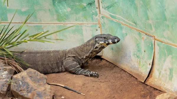 Primer plano de una Goanna australiana — Foto de Stock