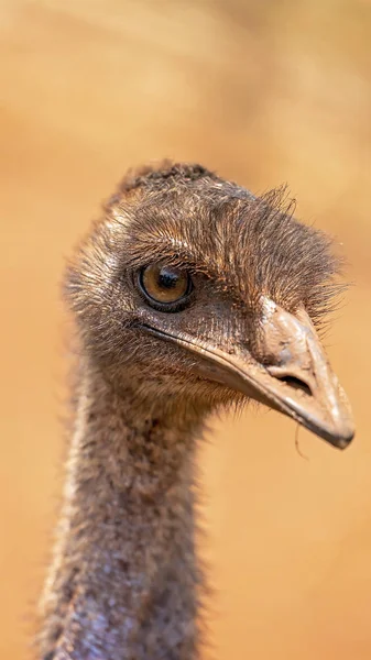 Close Up Of An Emu Face — Fotografia de Stock