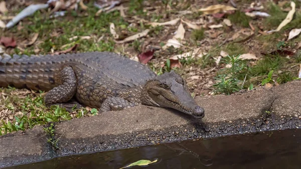 Krokodil an einem Wasserloch — Stockfoto