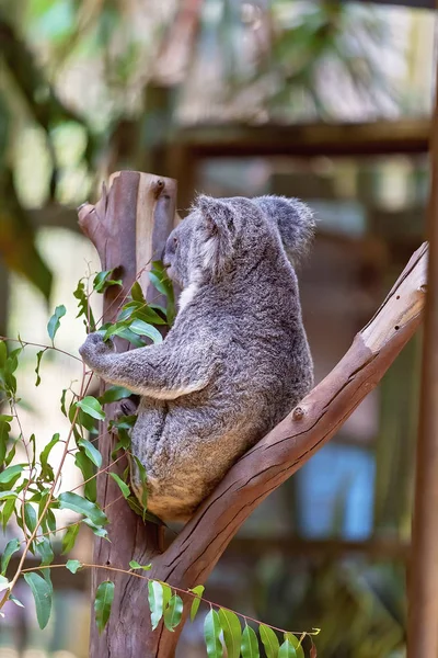 Australischer Koala-Bär in einem Kaugummibaum — Stockfoto