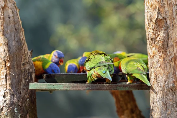 Flock Of australian Rainbow Lorikeets — Stock Photo, Image