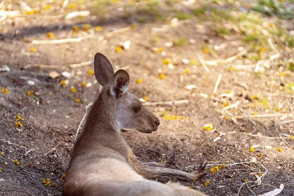 Australijski Kangaroo leżący — Zdjęcie stockowe