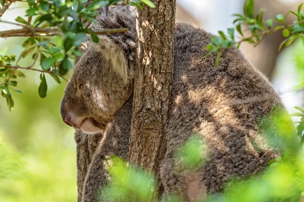 Uyuyan Avustralyalı bir Koala — Stok fotoğraf