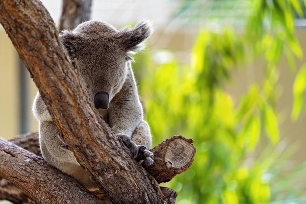 Un Koala australiano che dorme — Foto Stock