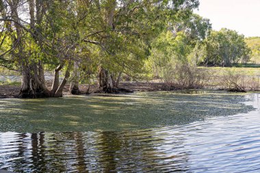 Tipik bir Bataklık Ekosistemi