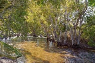 Tipik bir Bataklık Ekosistemi