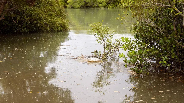 Ökosystem australischer Mangrovensumpfe — Stockfoto