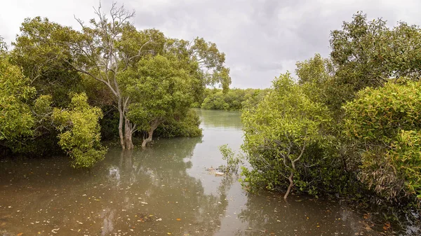 Australische Mangrove moeras ecosysteem — Stockfoto