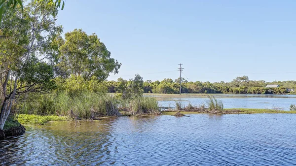 A Typical Wetland Ecosystem — Stock Photo, Image
