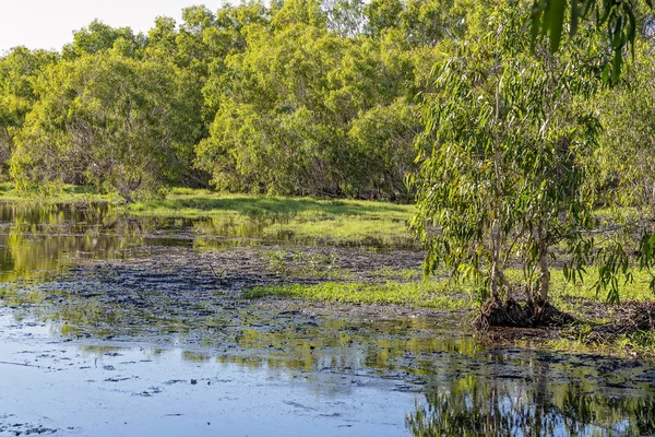 Een typisch wetlands ecosysteem — Stockfoto