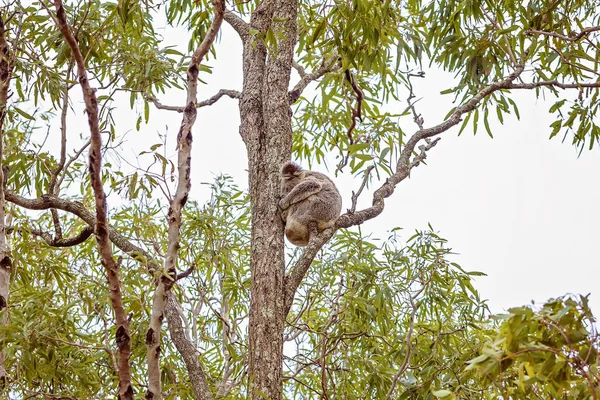 Австралійська коала в природній габітату — стокове фото