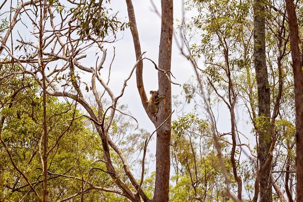 Australian Koala In Natural Habitat — Stock fotografie