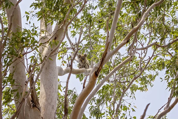 Australian Koala In Natural Habitat — Stock Photo, Image