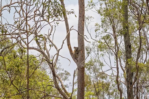 Australsk Koala i naturlig habitat – stockfoto