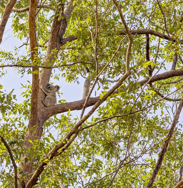 Koala australiano en hábitat natural —  Fotos de Stock