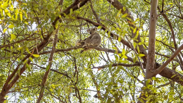Australischer Koala und Joey in natürlichem Lebensraum — Stockfoto