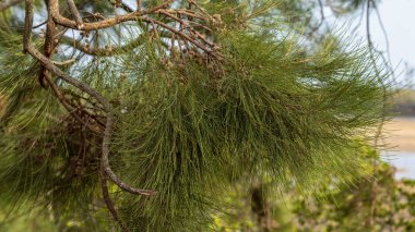 Bir köknar ağacını kapat.