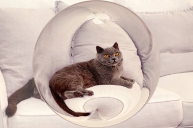 Lens Topundaki İngiliz Kısa Saçlı Kedi