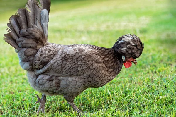 Польская цыпленок бантам — стоковое фото