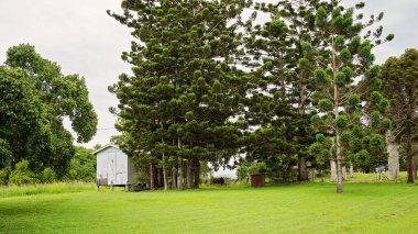 Çam Ağaçlarının Arkasında Kulübe