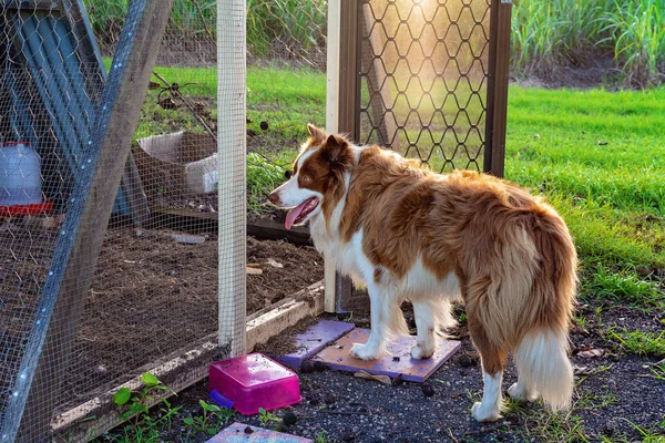 Border Collie In Chicken House