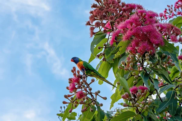 A rainbow lorikeet sitting on a pink flowering gum nut tree, isolated against the cloudy blue sky
