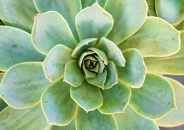 The center of a large green succulent plant growing healthily in the garden