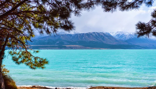 Pukaki See Neuseeland Umrahmt Von Kiefern — Stockfoto