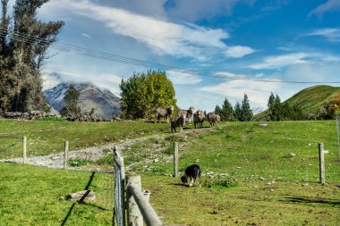 Yeni Zelanda 'nın Queenstown yakınlarındaki Walter Peak Gölü' nde koyun güden turistlere yönelik bir gösteri.