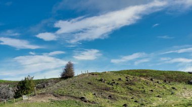 Yeni Zelanda 'nın Queenstown yakınlarındaki Wakatipu Gölü' ndeki Walter Peak 'te düzenlenen turist gösterisinin bir parçası olarak tepenin tepesinde toplanmayı bekleyen koyunlar.