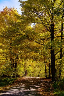 Arrowtown, Yeni Zelanda yakınlarındaki bir ormandaki ağaçlarda sonbahar yaprakları