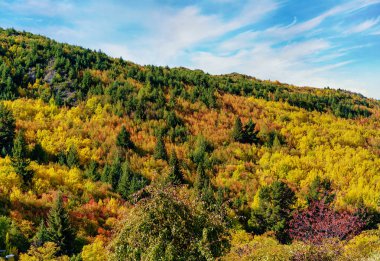 Sonbahar, Arrowtown, Yeni Zelanda 'daki bir parkın arkasındaki tepenin kenarındaki yaprakları parlak renklere dönüştürdü.