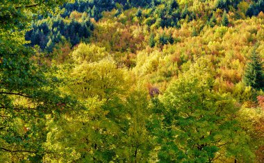 Sonbahar, Arrowtown, Yeni Zelanda 'daki bir parkın arkasındaki tepenin kenarındaki yaprakları parlak renklere dönüştürdü.